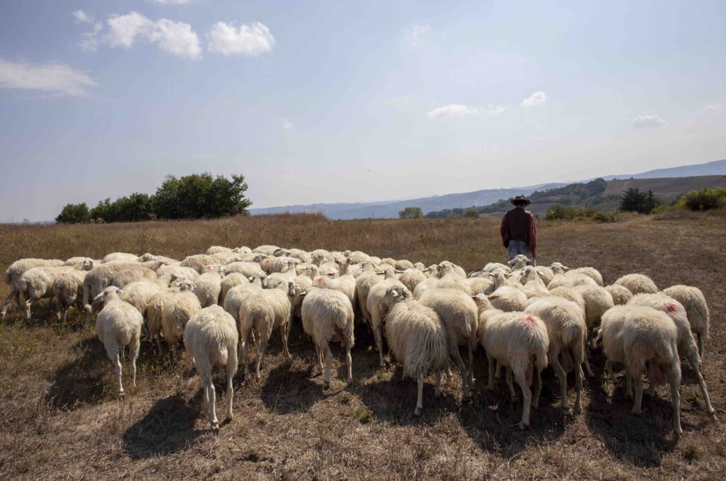 Transhumance in Molise: an ancient family tradition
